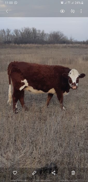 Кашар сатам 2 жасар