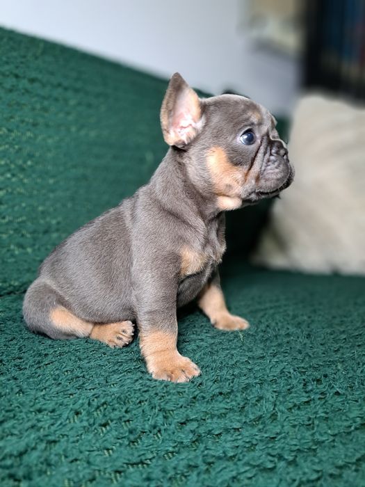 Vând bulldog francez