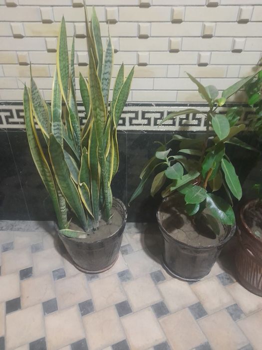 Продаются цветы, Тувакли гуллар сотилади