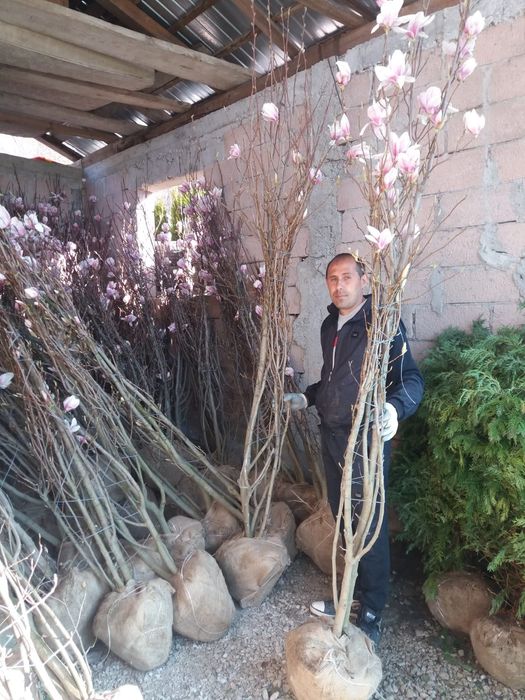 Vindem magnolie de mai multe dimensiuni mai multe culori
