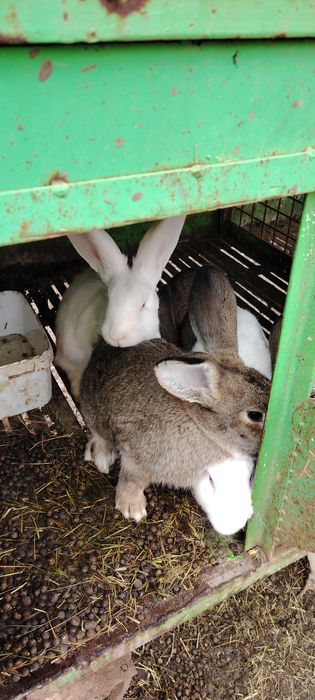 Зайци домашни зайци