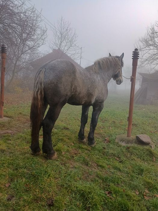 Vând sau schimb mânz percheron