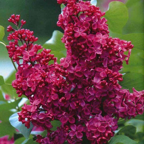 Pomi Ornamentali liliac  intens parfumat