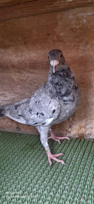 Vouajori sport culori rare