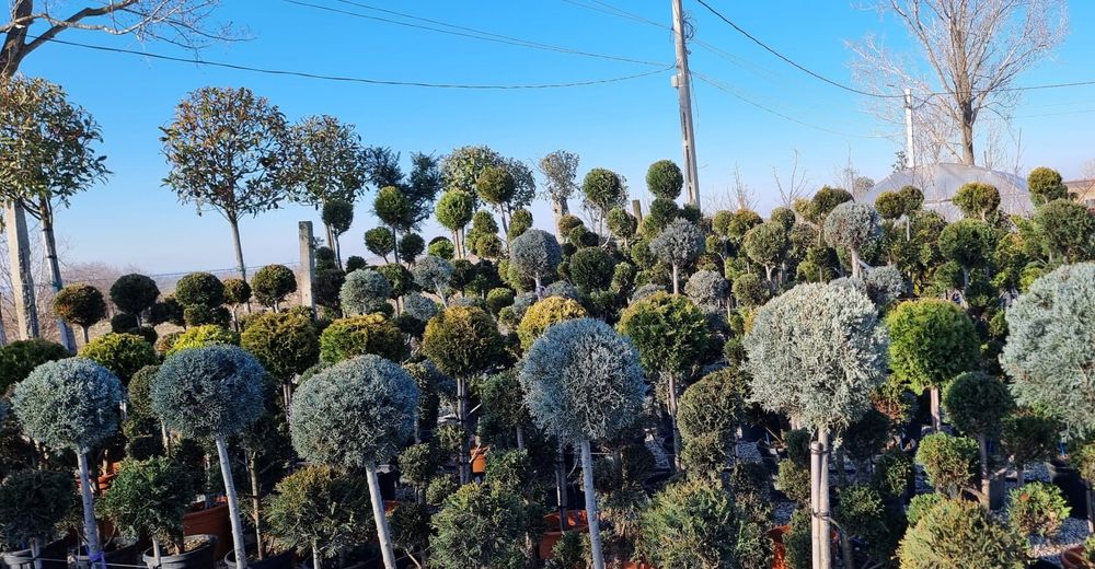 Tuia, photinia,platan, leylandi