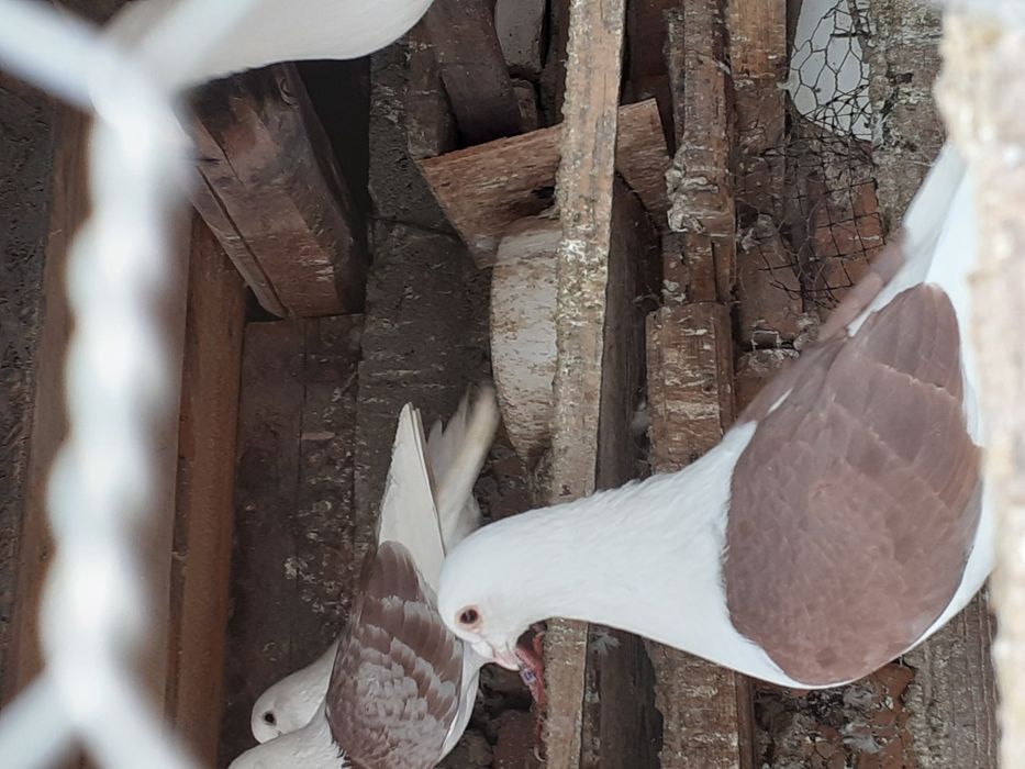 Vând porumbei capaciti