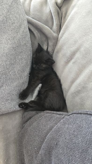 Se dă spre adopție o pisicuță neagră