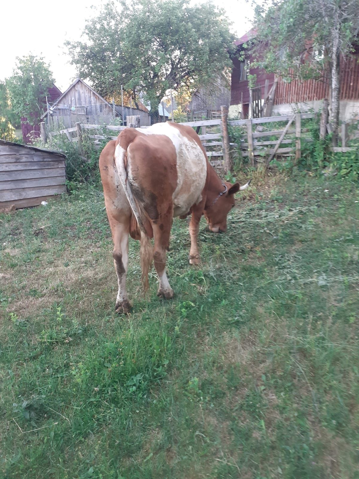 Vaca frumoasa cu vitel