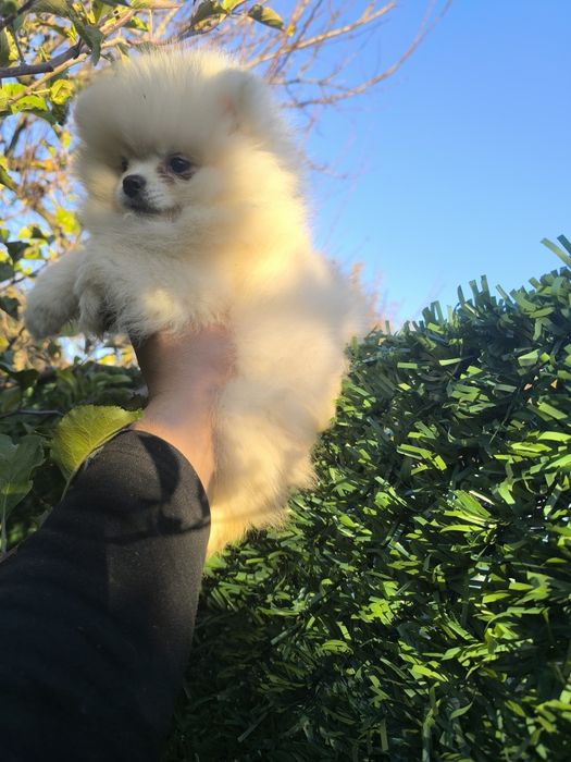 Мъжки померанчета