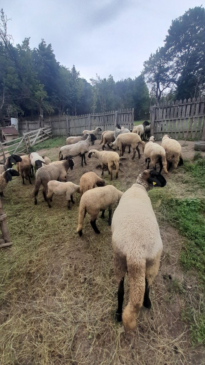 Vind oi carabase sârbești