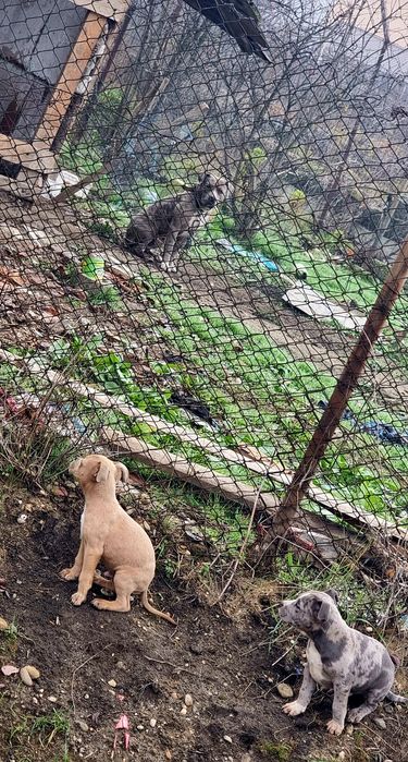 Puiuți American bully