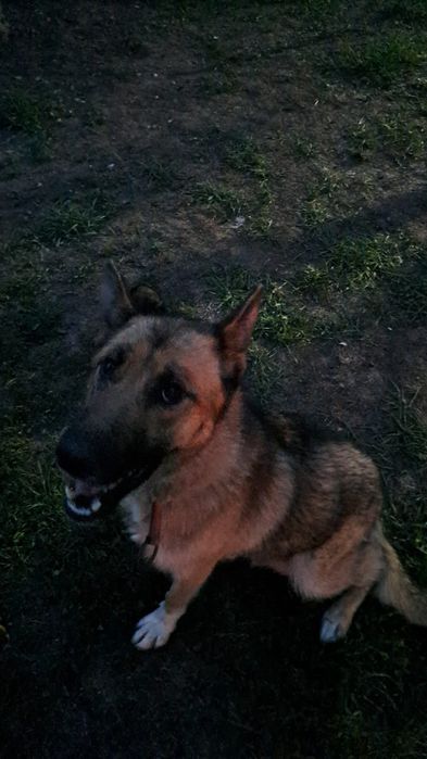 Donez cățelușă ciobănesc