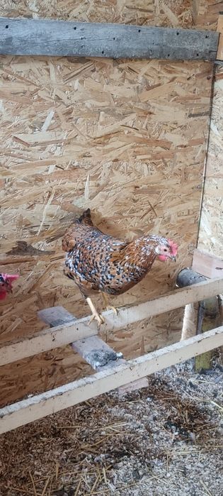 Vând găini italiene portelan