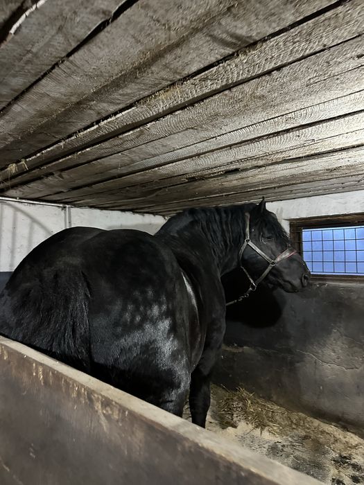 Armasar sange rece unguresc