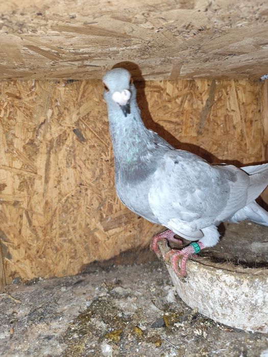 Porumbei pui și maturi