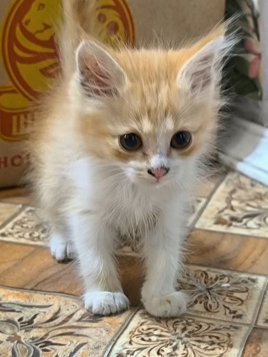 Котята девочки и мальчики в подарок