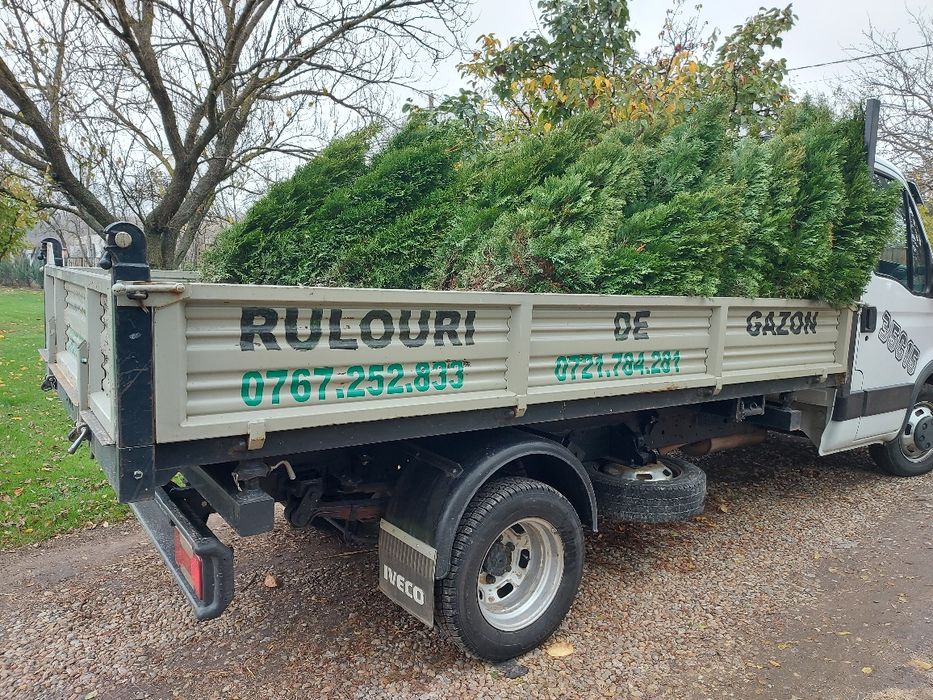 Gazon Rulou Plante Ornamentale  Exterior