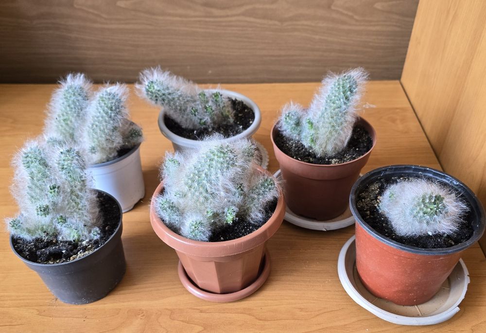 Продам кактусы в горшках.