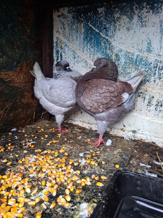 Vând porumbei kingi