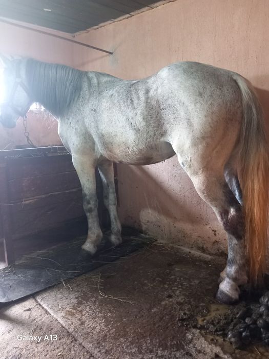 Vând iapa și armăsar