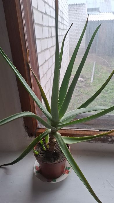 Продам комнатные растения