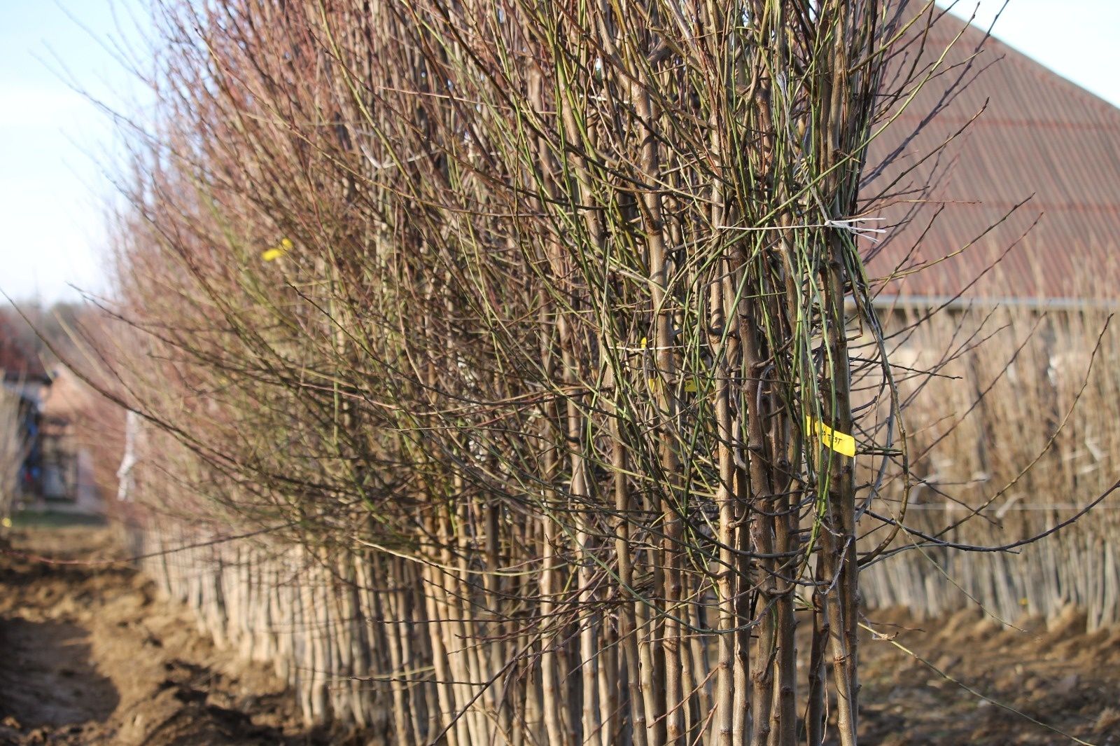 Pepiniera Cristea produce pomi fructiferi și tuya Chiparos Leyland