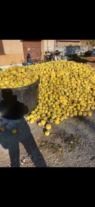 Gutui pt tuica ,palinca