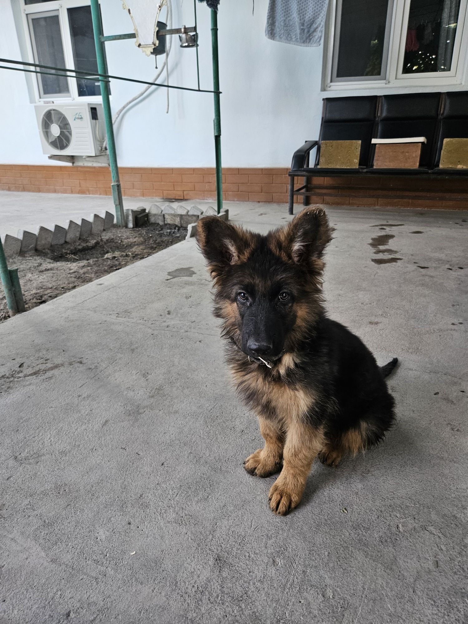 Продается щенок немецкой овчарки,,мальчик,