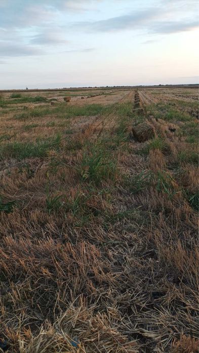 малки бали ечемик