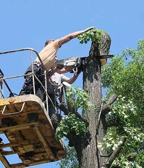 Спил деревьев кустов.Формовка санитарная обрезка