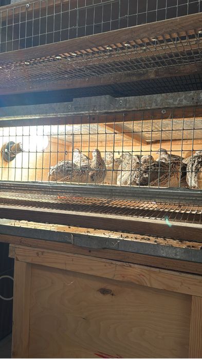 Бөдене Сатылады 1000 тг