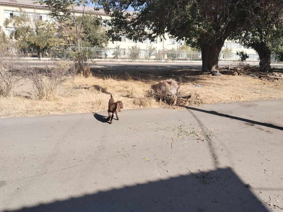 Bedal sotiladi 3litr sut beradi