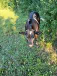Vând vițel  belgian