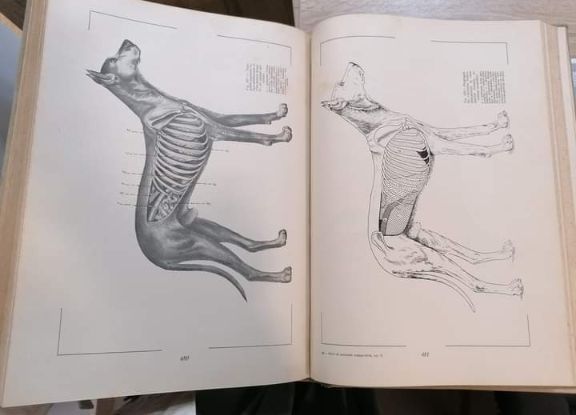 Atlas anatomie comparativa vol.I și vol.II