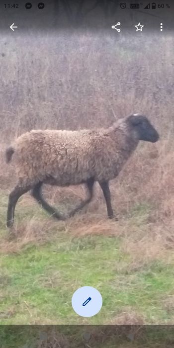 Vând oaie și mieluță Romanov