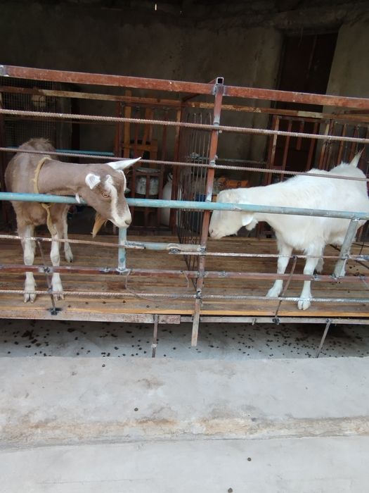 Сотилади эчки махсулотлари сути брынза катик доставка бор