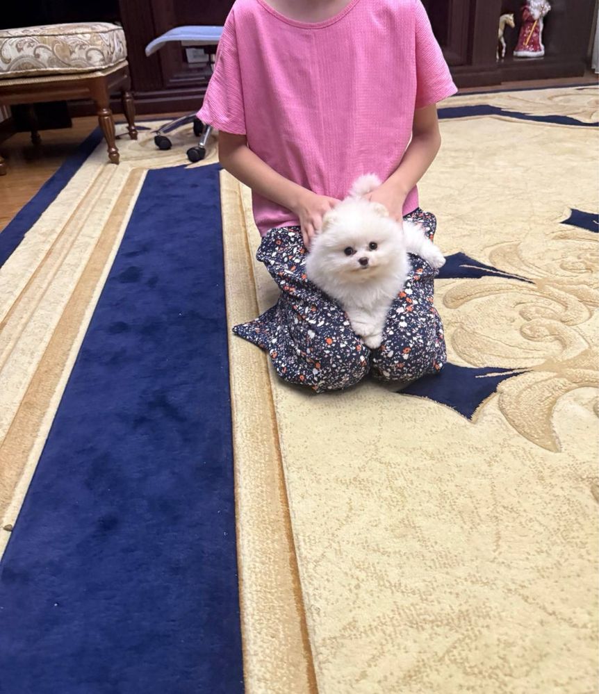 Померанский Шпиц