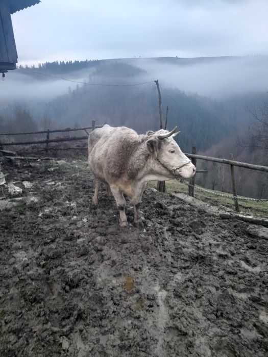 Vând vacă de 6 ani