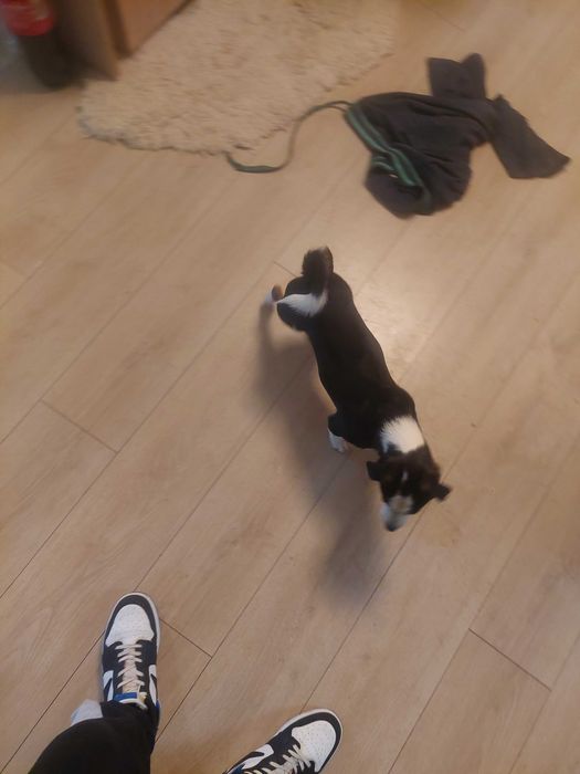 подарявават се малки кученца