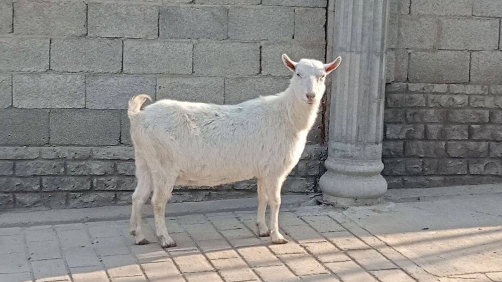 Коза ешкі коза ешкі