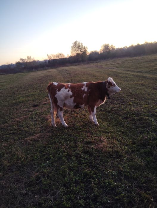 Vând juninca bălțată de 1 an