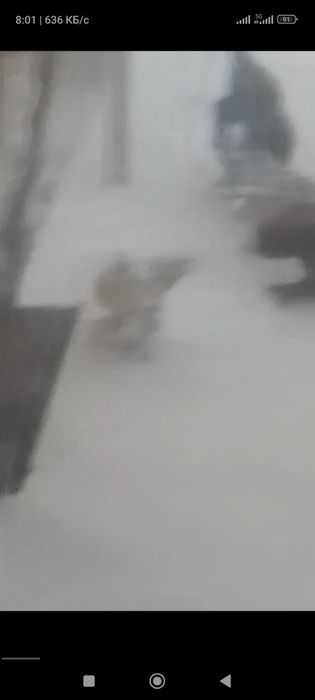 Tovuq jujalar sotiladi hamasi har xil