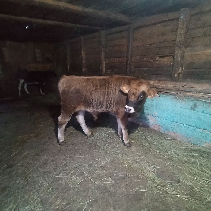 Vând o iapa de 5 ani și doi viței