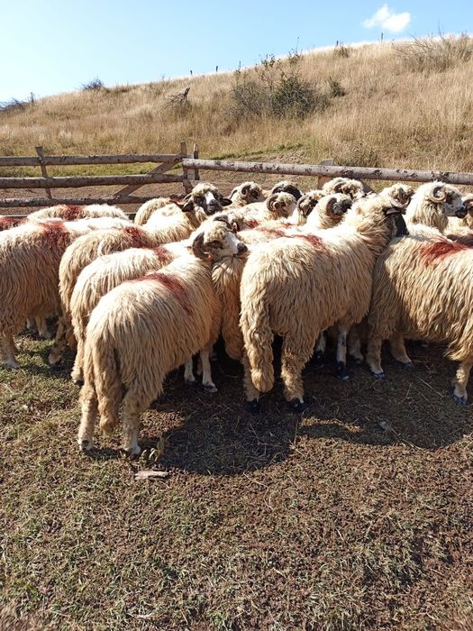 Oi țurcane ,tinere, frumoase