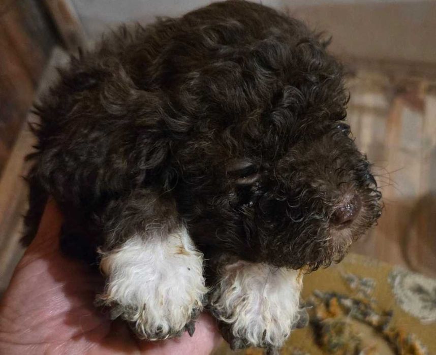 Кученца лагото романьоло