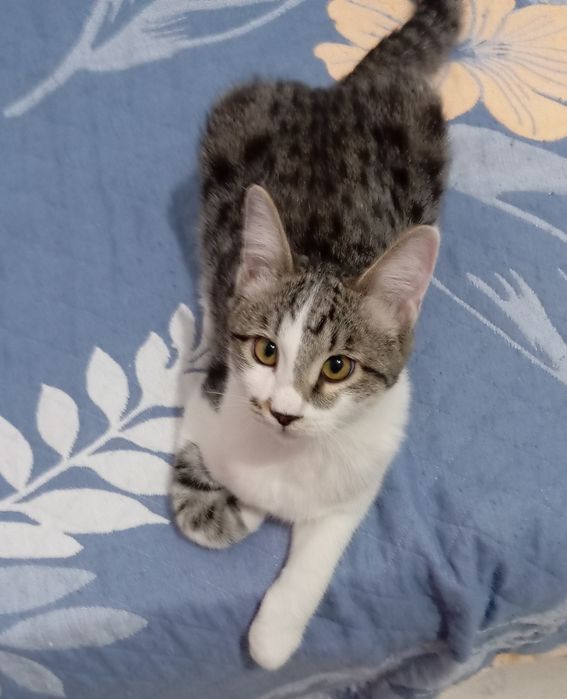 Ласковый, молодой котик, с живым характером, 5 мес., паспорт, кастр.