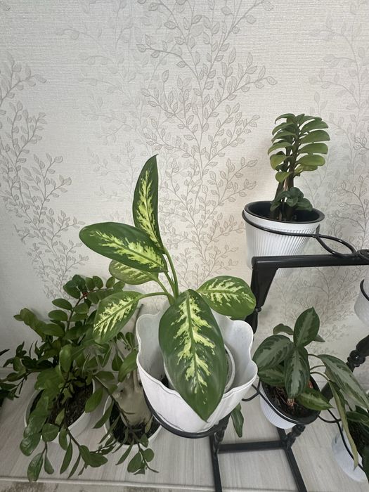 Комнатные цветы