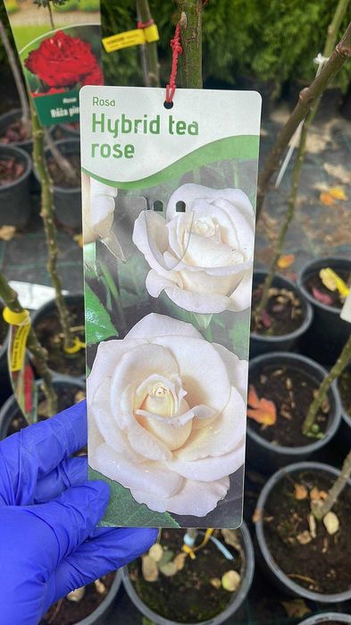 Trandafiri copac dif culori