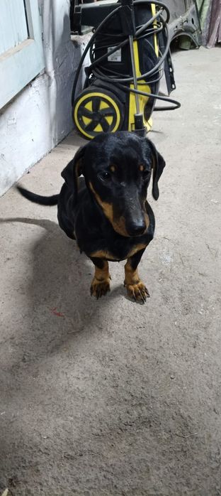 Продам собаку таксу