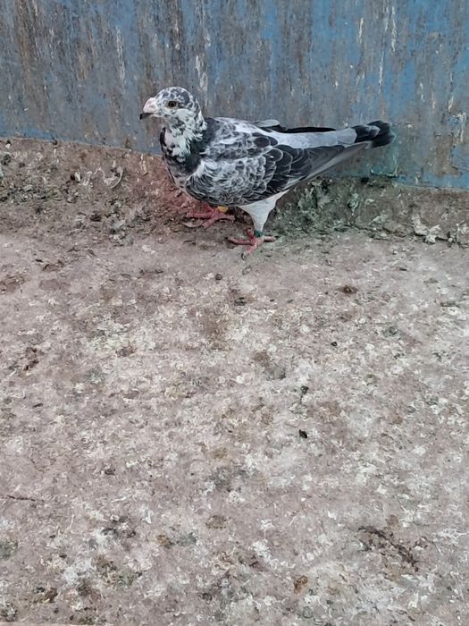 De vânzare porumbei tineri